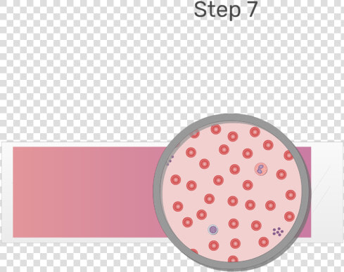 Animation Of Blood Cell Being Examined Under Microscope  HD Png DownloadTransparent PNG