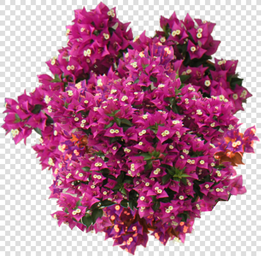 Bougainvillea Plant Top View  HD Png DownloadTransparent PNG