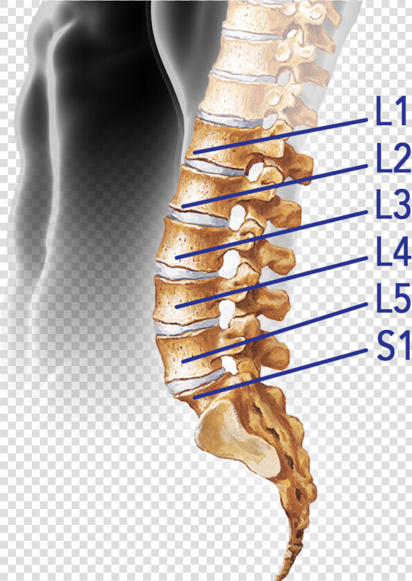 Vertebral Column   Png Download   Vertebral Column Png  Transparent PngTransparent PNG