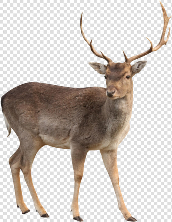 Young Wild Moose Png Image   White Tailed Deer Png  Transparent PngTransparent PNG