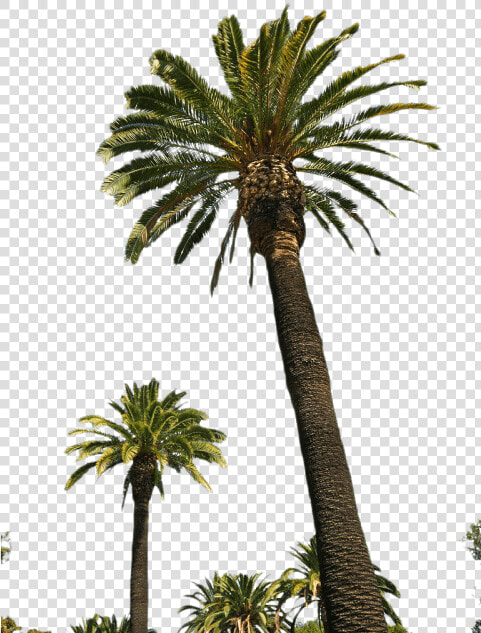 Palm Tree Png Transparent Images   Real Palm Tree Transparent  Png DownloadTransparent PNG