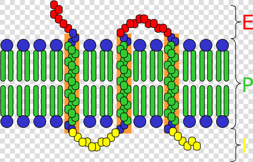 Transparent Integral Png   Components Of Cell Surface Receptors  Png DownloadTransparent PNG