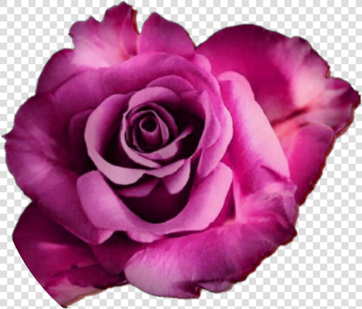  rose  roses  flower  flowers  real  nature  edit  freetoedit   Rose  HD Png DownloadTransparent PNG