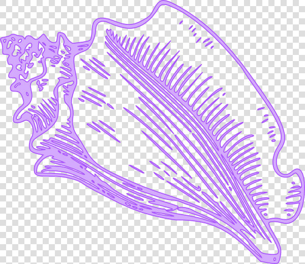 Vector Conch Shell Png  Transparent PngTransparent PNG