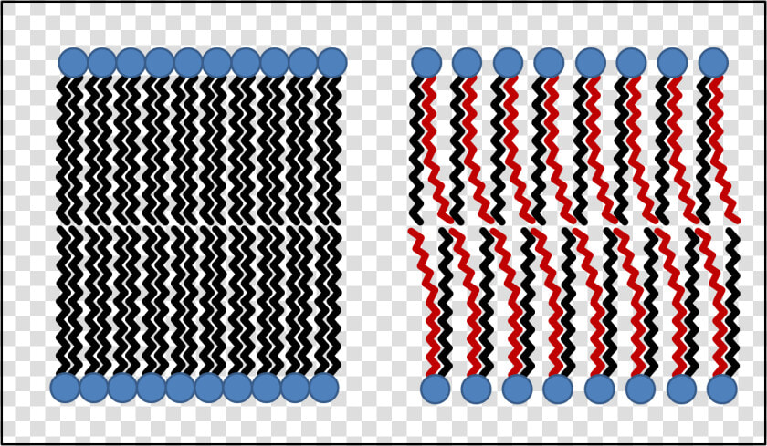 The Diagram Below Shows How The Phospholipids Group   Trans Fatty Acid Membrane  HD Png DownloadTransparent PNG