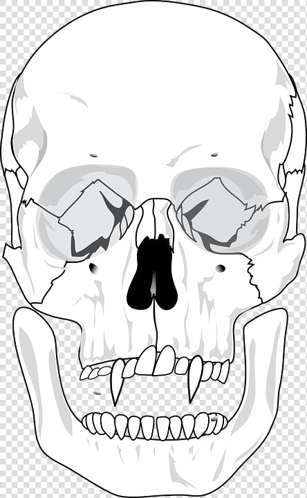 Evil  Skull  Devil  Teeth  Skeleton  Scary   Blank Human Skull Anatomy  HD Png DownloadTransparent PNG