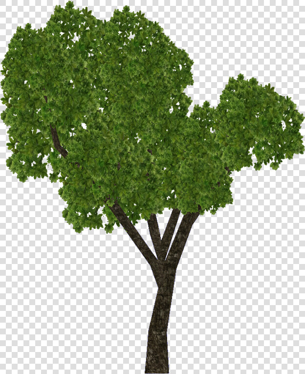 Sal Tree   Png Download   Realistic Sal Tree Drawing  Transparent PngTransparent PNG