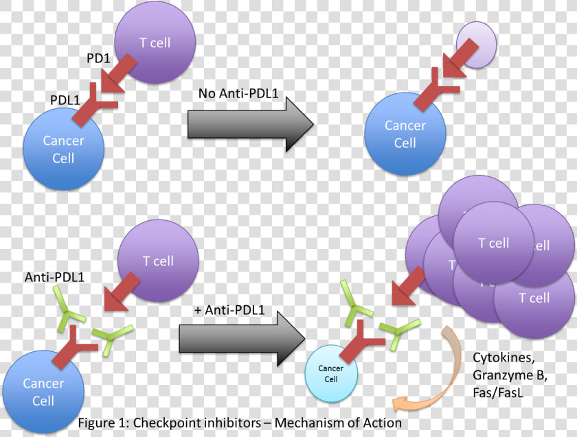 Immunotherapy Pdl1  HD Png DownloadTransparent PNG