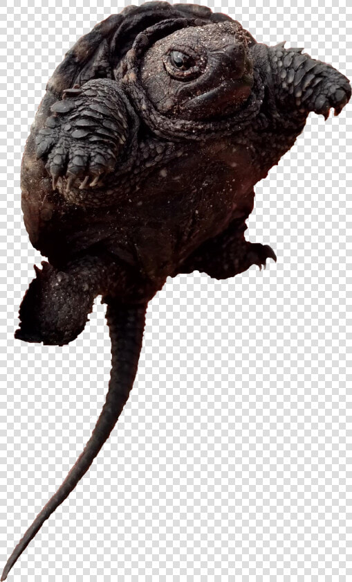 Toads Alligator Snapping Turtle  HD Png DownloadTransparent PNG