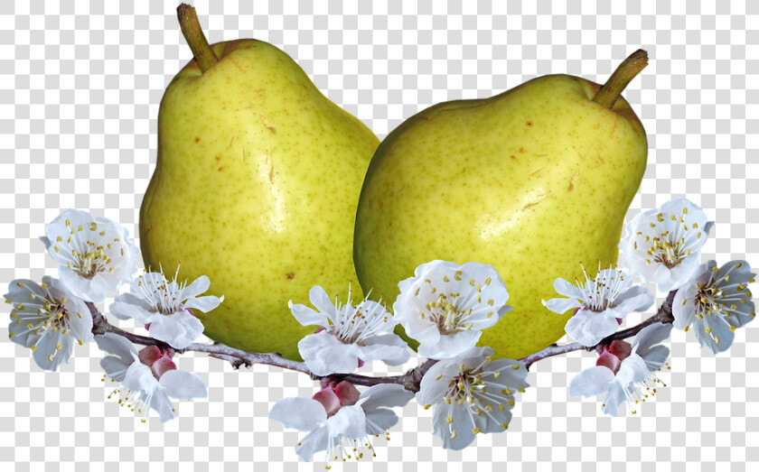 Frutas  Peras  Flor De Pera  La Nutrición   Hruška Png  Transparent PngTransparent PNG