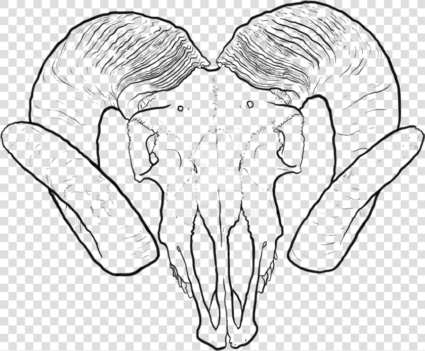 Clip Art Collection Of Free Valley   Ram Skull Transparent Drawing  HD Png DownloadTransparent PNG