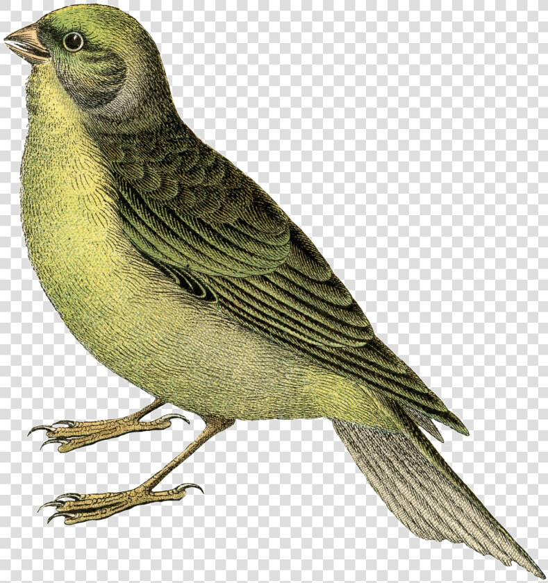 Fairy Bird Transparent Png   Vintage Bird  Png DownloadTransparent PNG