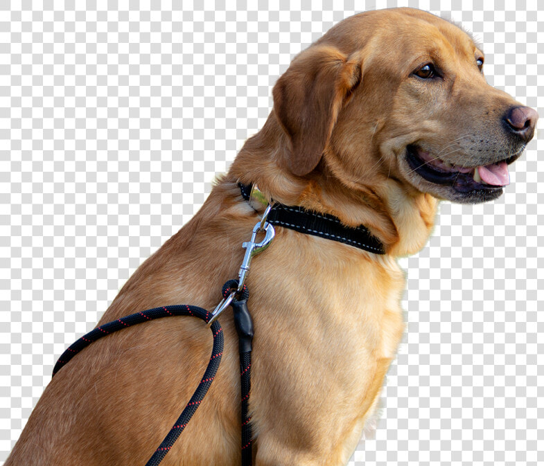 Bodhipuppy Labrador Dog With Leash And Collar   Labrador Retriever  HD Png DownloadTransparent PNG