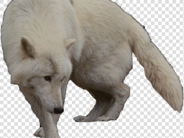 White Wolf Clipart Wolf Silhouette   Arctic Wolf With No Background  HD Png DownloadTransparent PNG