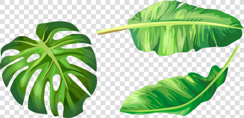 Leaf Leaves Illustration Euclidean Vector Green Banana   Banana Leaf Vector Png  Transparent PngTransparent PNG