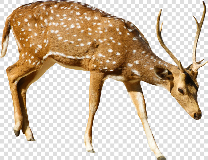 Brown Deer With White Spots Standing Png Image   Deer Png  Transparent PngTransparent PNG