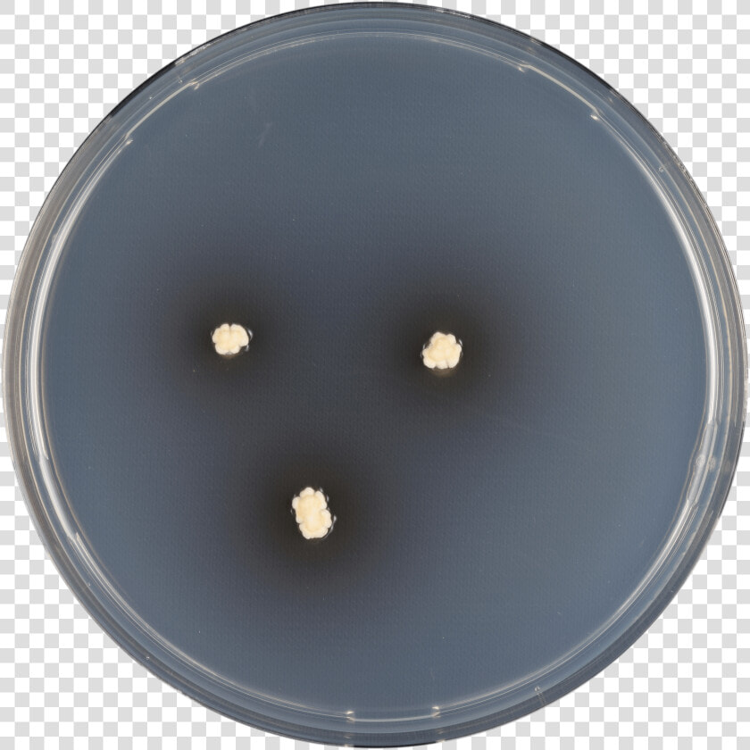 Aspergillus Iizukae Cya   Circle  HD Png DownloadTransparent PNG