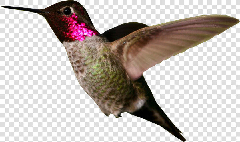 Hummingbird Png Photo   Ruby Throated Hummingbird Png  Transparent PngTransparent PNG