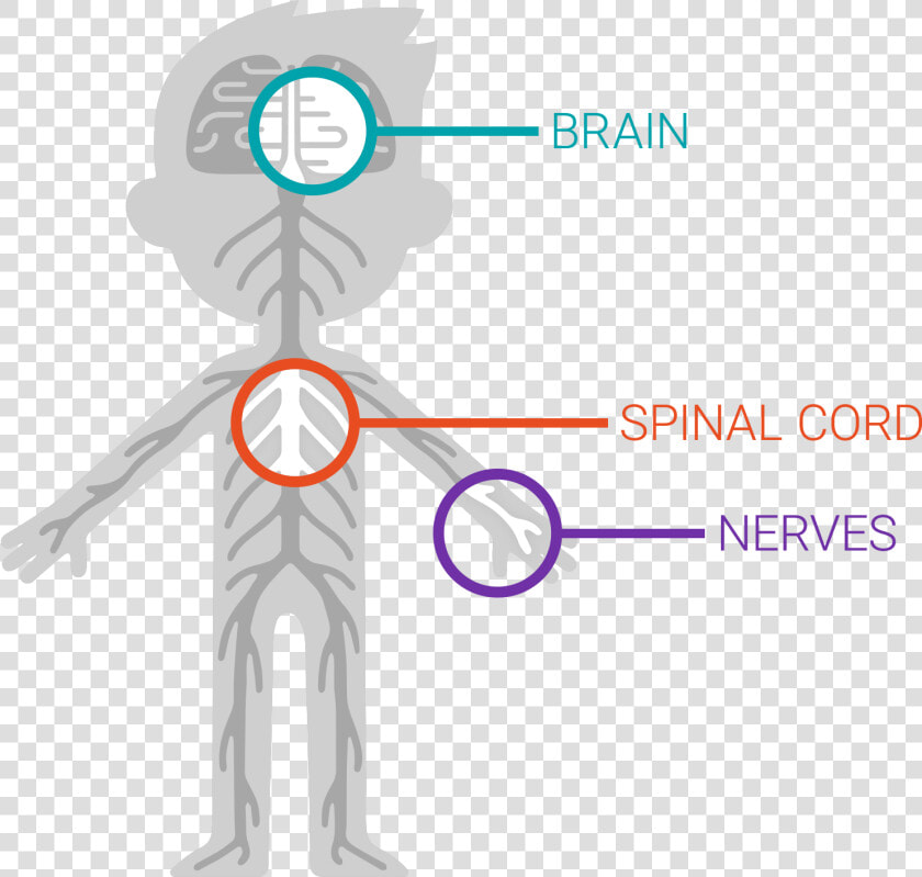 The Nervous System  HD Png DownloadTransparent PNG