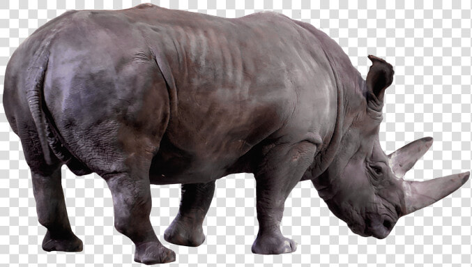 Animal  Wild Animal  Rhino  Africa  Animal World  Horn   Rhinoceros  HD Png DownloadTransparent PNG