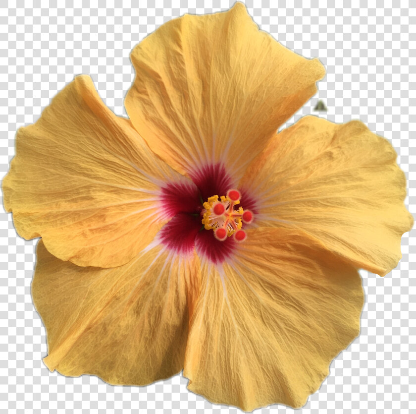  роза freetoedit   Chinese Hibiscus  HD Png DownloadTransparent PNG