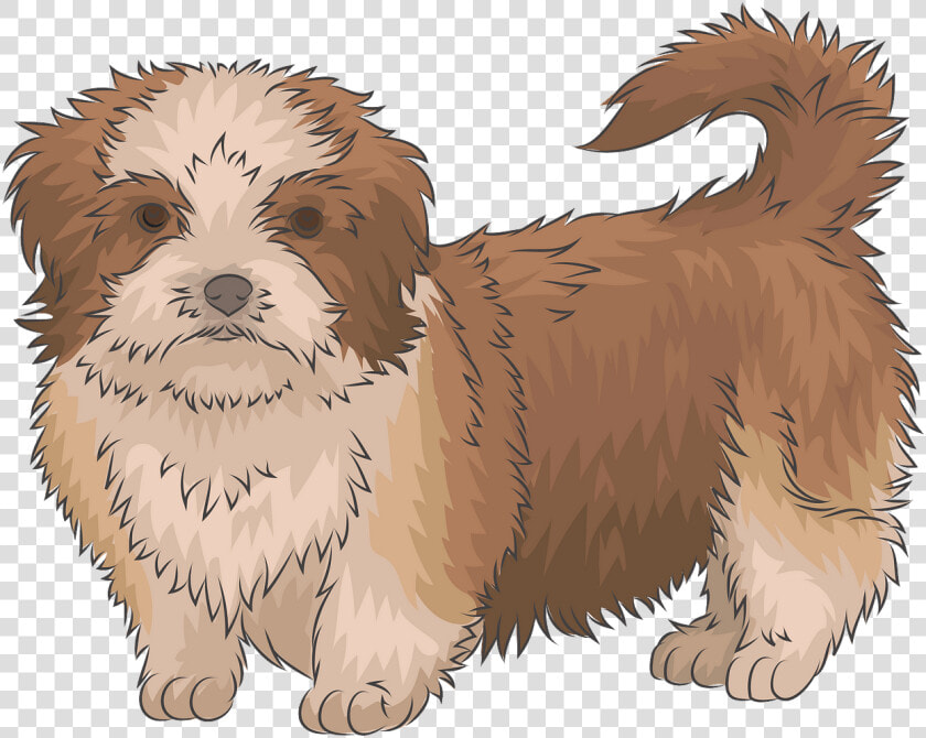 Shih Tzu Png Clip Art  Transparent PngTransparent PNG