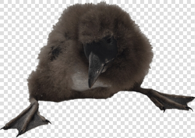 Puffin chick   Puffin  HD Png DownloadTransparent PNG