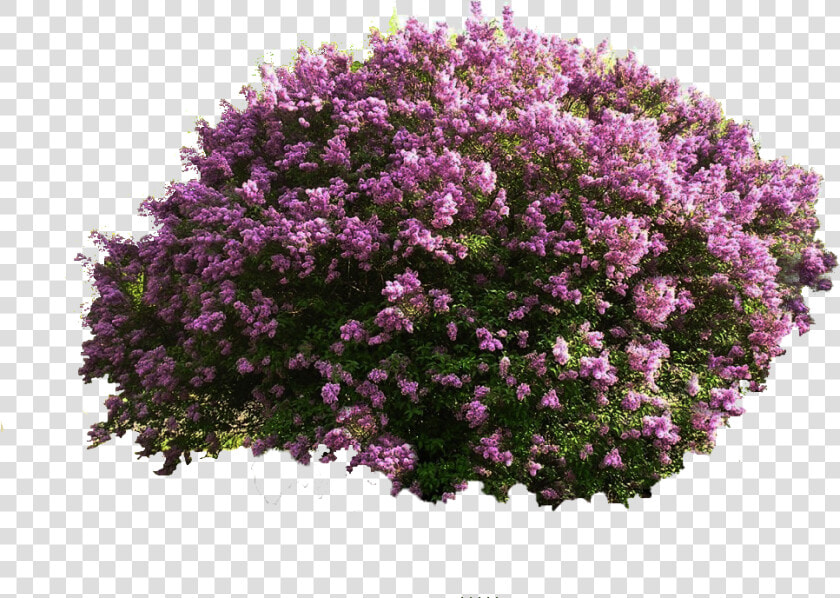 Bushes Plan View Png   Purple Flower Bush Png  Transparent PngTransparent PNG