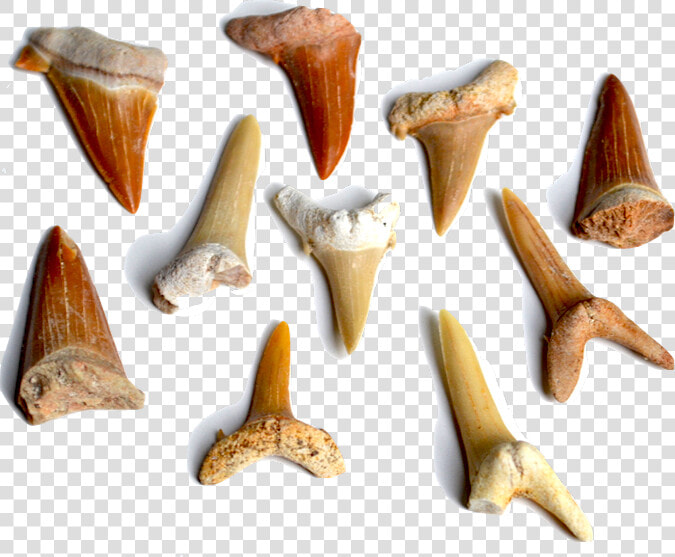 Our Sharks   Marine Invertebrates  HD Png DownloadTransparent PNG