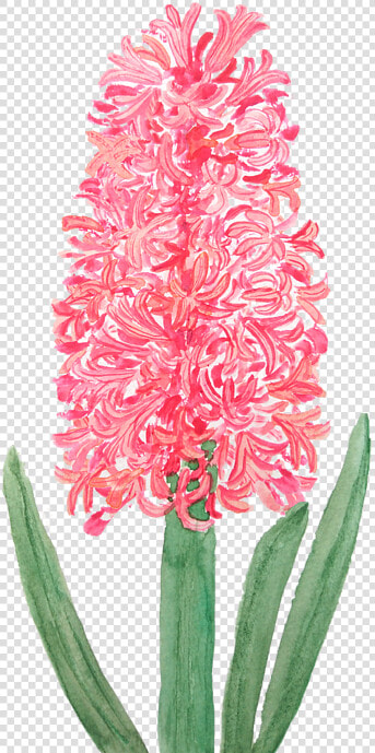 Watercolor Hyacinth  HD Png DownloadTransparent PNG