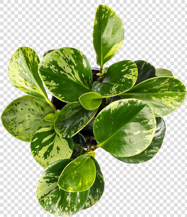 Peperomia Care   Plant From Above Png  Transparent PngTransparent PNG