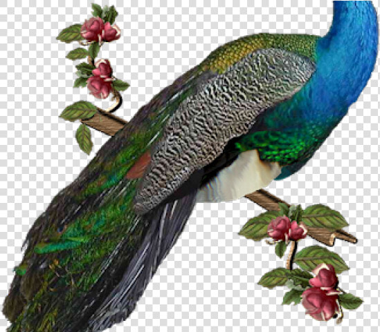 Peacock Png Transparent Images   Peacock Png  Png DownloadTransparent PNG