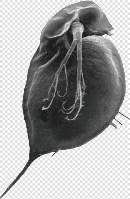 Water Flea Without A Pointed Helment And With A Small   Water Flea Png  Transparent PngTransparent PNG