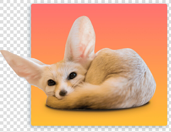 Fennec Foxes Transparent  HD Png DownloadTransparent PNG