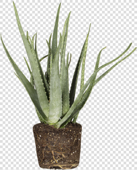 Aloe Vera   Aspargo Rabo De Gato Em Vaso  HD Png DownloadTransparent PNG