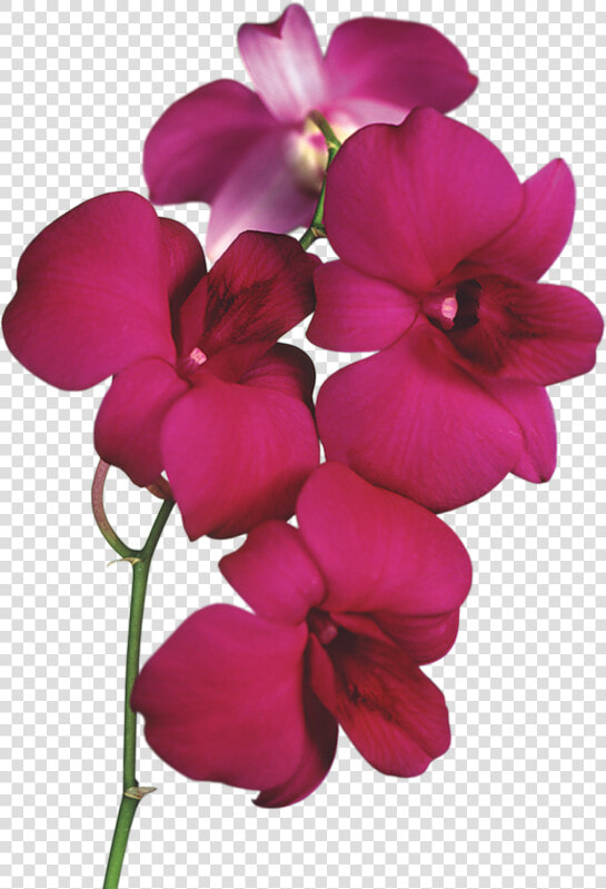 Clip Art Red Orchid Flowers   Orchid Clipart  HD Png DownloadTransparent PNG