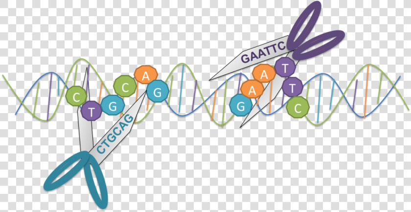 Restriction Enzymes Molecular Scissors  HD Png DownloadTransparent PNG