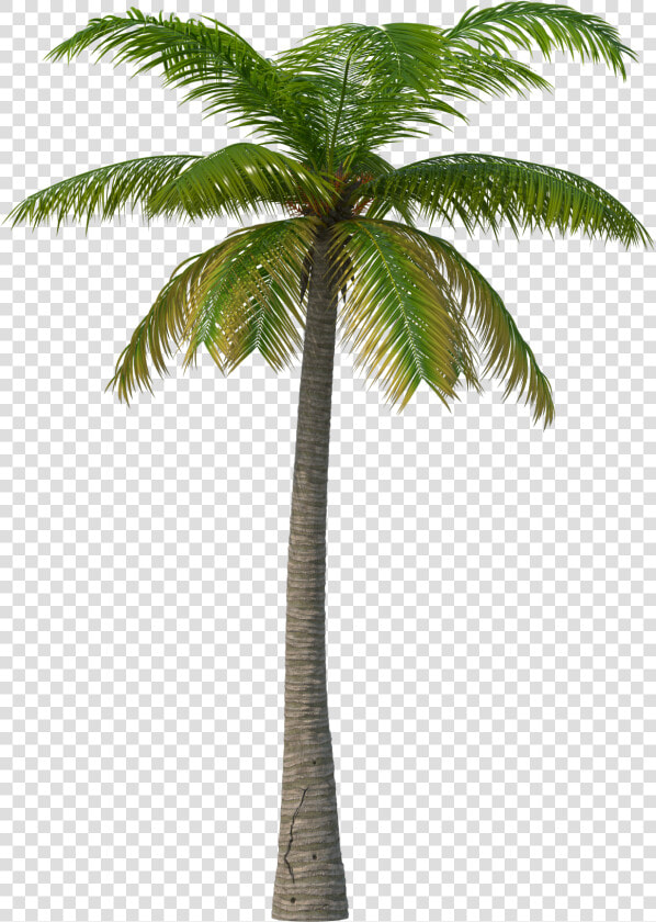 Palm Tree Png Image   Summer Days Martin Garrix  Transparent PngTransparent PNG