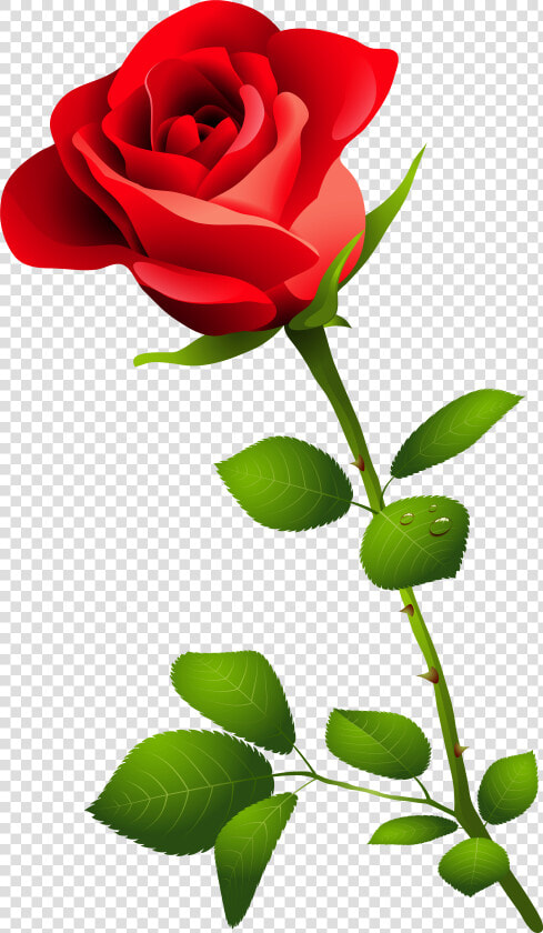 Single Long Stem Rose Drawing   Pink Rose Image Hd  HD Png DownloadTransparent PNG