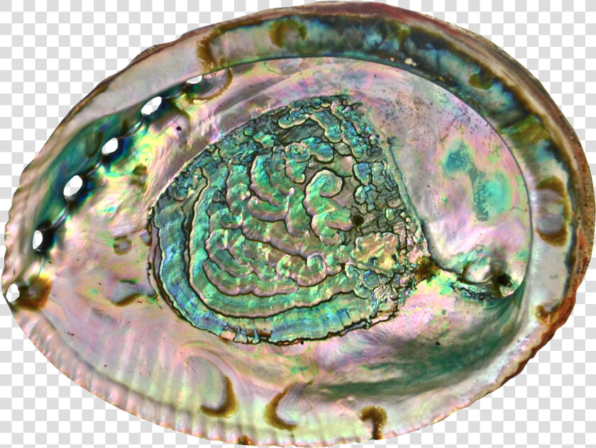 Shell Transparent Abalone   Abalone Shell Transparent Background  HD Png DownloadTransparent PNG