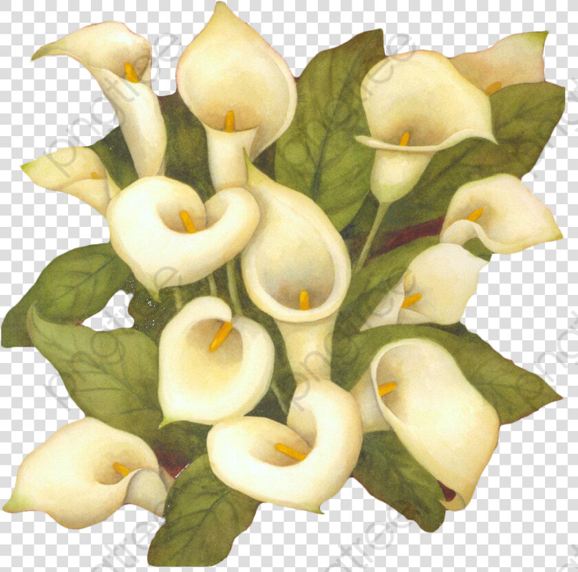 White Flower Bouquet Clipart   Arum lily  HD Png DownloadTransparent PNG