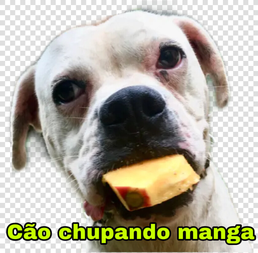  cachorro  cao  boxer  filhote  caochupandomanga  puppy  HD Png DownloadTransparent PNG