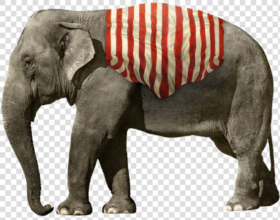 African Elephant Png Picture   Transparent Background Elephant Png  Png DownloadTransparent PNG