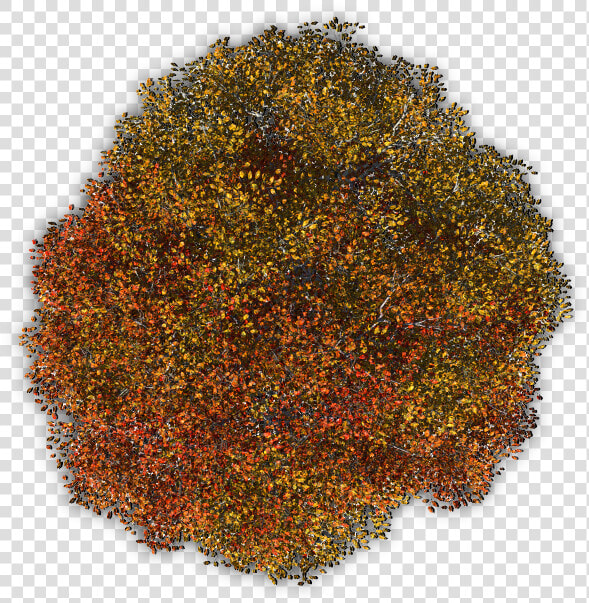 Tree Bush Png   Dundjinni Tree  Transparent PngTransparent PNG