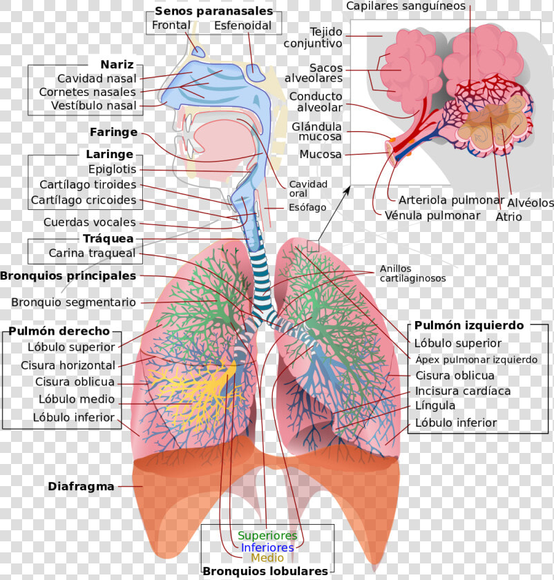 Respiratory System Diagram  HD Png DownloadTransparent PNG