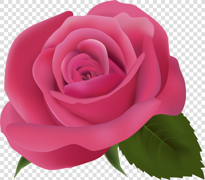 Pink Clip Art   Pink Rose Transparent Background  HD Png DownloadTransparent PNG