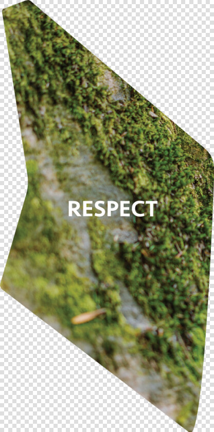 Transparent Mossy Rock Png   Moss  Png DownloadTransparent PNG