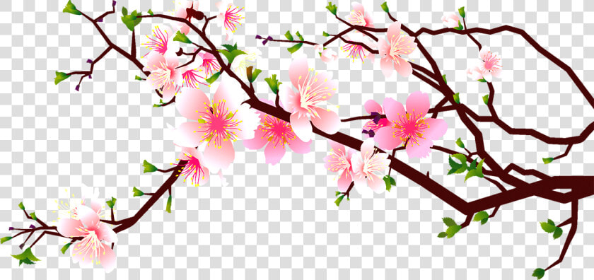 Cherry Blossom Peach Clip Art Decoration   Cherry Blossom Transparent Clipart  HD Png DownloadTransparent PNG