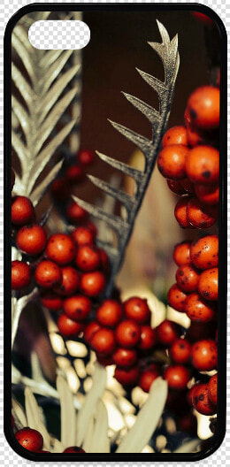 Holly Berries 715 Rubber Case For Iphone 5 5s   Mobile Phone Case  HD Png DownloadTransparent PNG