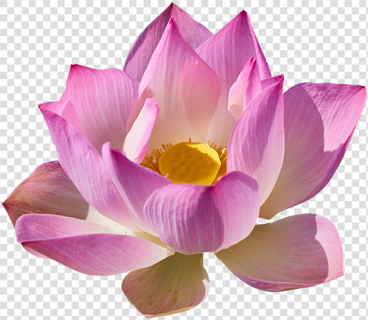 Lotus  Lily  Lotus Png  Lily Png   Lotus Png  Transparent PngTransparent PNG